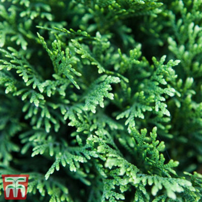 Thompson & Morgan Thuja Plicata Can Can 9Cm Pot X 1 from B&Q