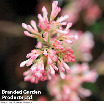 Thompson & Morgan Viburnum X Bodnantense Charles Lamont 9Cm Potted Plant X 1 from B&Q