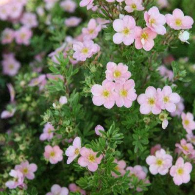 Thompson & Morgan Potted Plantentilla Fruticosa Lovely Pink 9Cm Potted Plant X 1 from B&Q