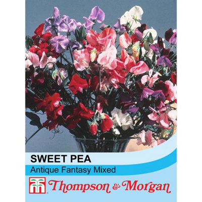B&Q -  Sweet Pea Antique Fantasy Mixed 1 Seed Packet (25 Seeds)