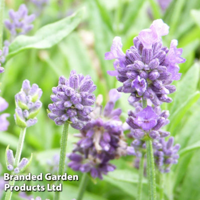 Thompson & Morgan Blue Lavandula Angustifolia Dwarf Potted Plant X 1 9Cm