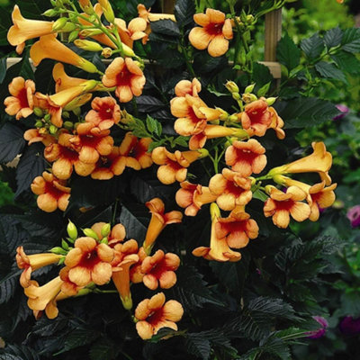 Thompson & Morgan Campsis Indian Summer 2 Litre Potted Plant X 3 from B&Q