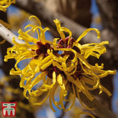 Thompson & Morgan Hamamelis X Intermedia (Witch Hazel) Pallida 9Cm Pot X 1 from B&Q
