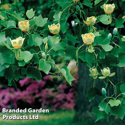 Groupon Unisex Green Liriodendron Tulip Tree Potted Plants: Two - Image 5