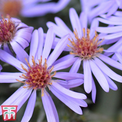 Thompson & Morgan Aster Novi Belgii Professor Anton Kippenberg 1 Litre Potted Plantx 1 from B&Q