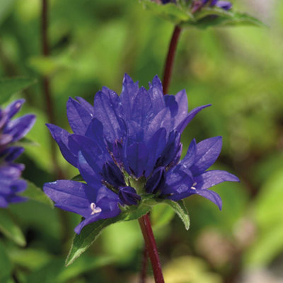 Thompson & Morgan Campanula Glomerata Superba 1 Litre Potted Plant X 1 from B&Q