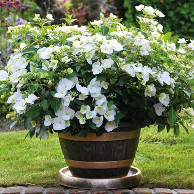 Thompson & Morgan Hydrangea Macrophylla Runaway Bride (13Cm Potted Plant) 1 Litre Potted Plant X 1 from B&Q