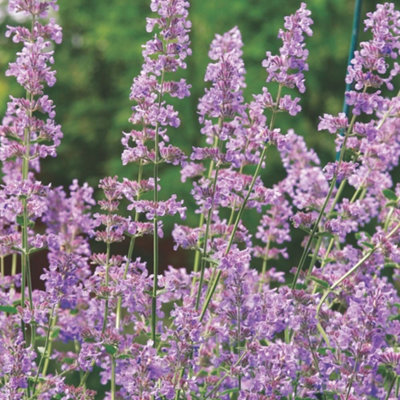 Thompson & Morgan Nepeta Six Hills Giant 1 Litre Potted Plant X 1 from B&Q