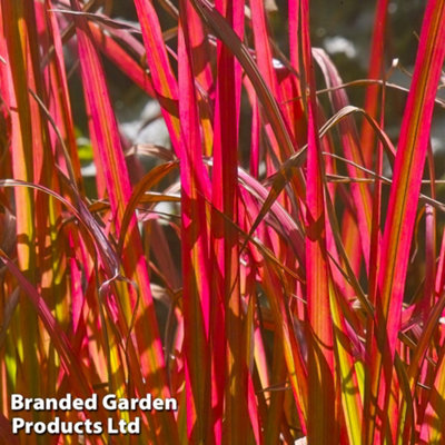 Thompson & Morgan GrassImperata Cylindrica 'rubra' 14Cm Potted Plant X 1 from B&Q