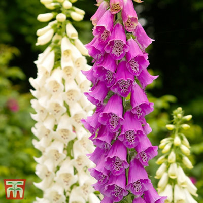 Thompson & Morgan Foxglove (Digitalis) Purpurea Excelsior Hybrids 1 Litre Pot from B&Q