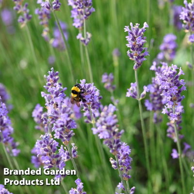 Thompson & Morgan English Lavender 'hidcote'1 Jumbo Plug from B&Q