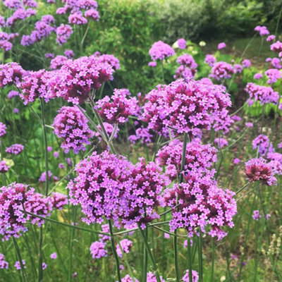 B&Q -  Verbena Bonariensis 1 Litre Potted Plant X 1