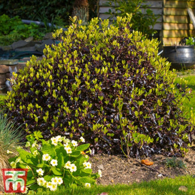 Thompson & Morgan Pittosporum Ten. Tom Thumb 9Cm Pot X 1 from B&Q
