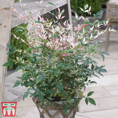 Thompson & Morgan Thompson And Morgan Nandina Twilight Plant In Pot 9Cm - Image 3