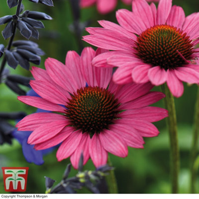 B&Q -  Echinacea (Cone Flower) Purpurea Magnus 9Cm Potted Plant X 1