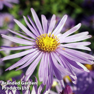 Thompson & Morgan Aster Frikartii Monch 9Cm Potted Plant X 1 from B&Q