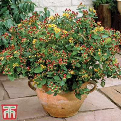 Thompson & Morgan Hypericum Orange Flair 9Cm Potted Plant X 1 from B&Q