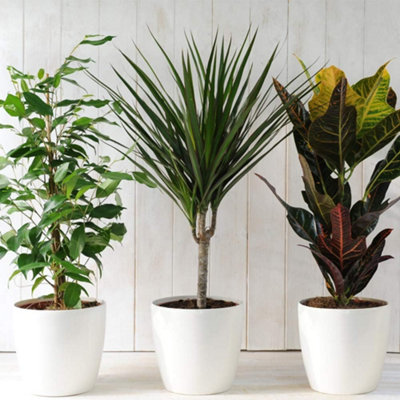 Thompson & Morgan Nurserymans Choice Houseplant Mix 12Cm Potted Plant X 9 from B&Q