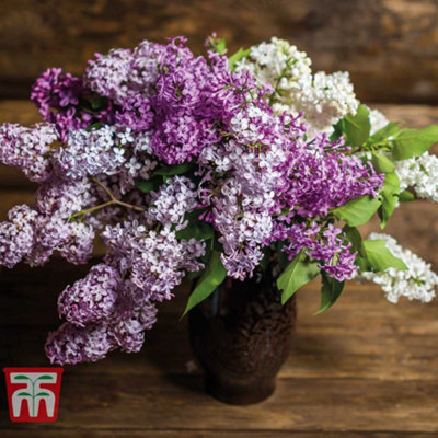 Thompson & Morgan Lilac 'miss Kim' Syringa 9Cm Potted Plant X 1 from B&Q