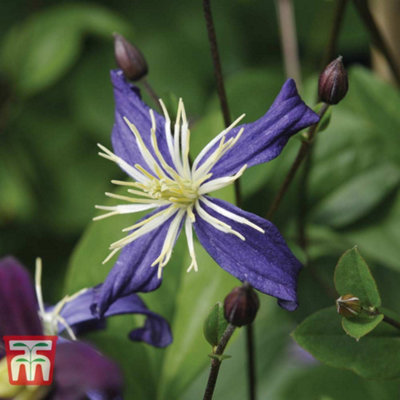 Thompson & Morgan Clematis X Aromatica 7Cm Pot X 3 from B&Q