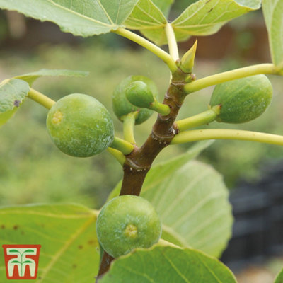 Thompson & Morgan Fig (Ficus) Carica ( Fig) 9Cm Pot X 2 Green