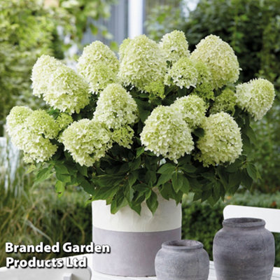 Thompson & Morgan White/Green/Dark Hydrangea Paniculata Little Spooky Potted Plant X 1 9Cm
