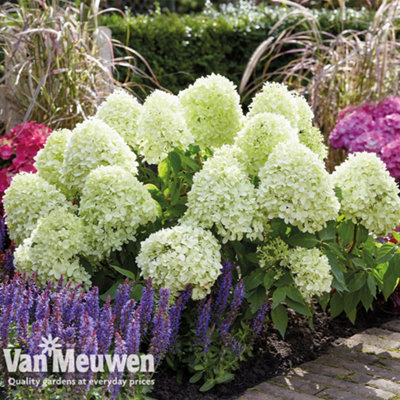 Thompson & Morgan White/Green/Dark Hydrangea Paniculata Little Spooky Potted Plant X 2 9Cm