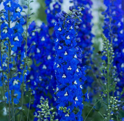 B&Q -  Delphinium Blue Bird 1 Litre Potted Plant X 1