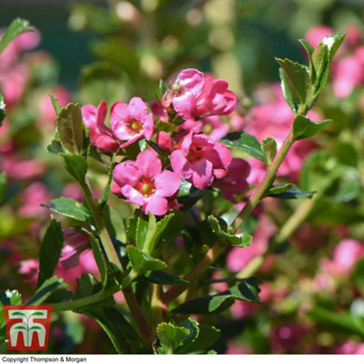 Thompson & Morgan Escallonia Apple Blossom 3.5 Litre Potted Plant X 1 from B&Q