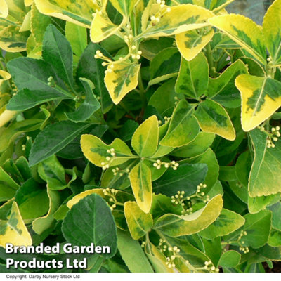 Thompson & Morgan Euonymus Japonicus Ovatus Aureus 3 Litre Potted Plant X 1 from B&Q