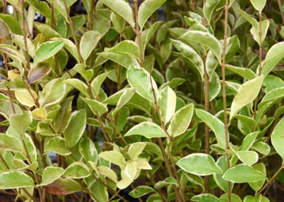 Thompson & Morgan Ligustrum Ovalifolium Aureum 3.5 Litre Potted Plant X 1 from B&Q