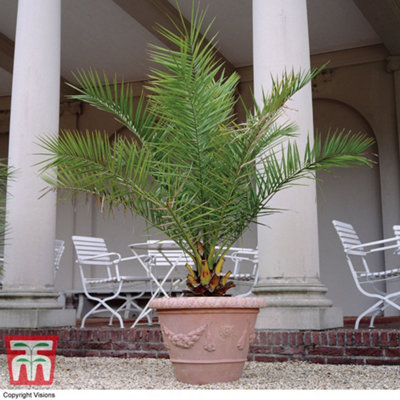 Thompson & Morgan 3 X Phoenix Canary Palm Tree 1.5 Litre Potted PlantTropical StyleIdeal For Patio Containers from B&Q