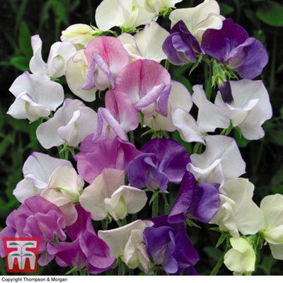 Thompson & Morgan Sweet Pea Scent Infusion1 Seed Packet (25 Seeds) from B&Q