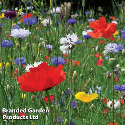 Thompson & Morgan Wild Flower Cornfield Annuals Mixed 1 Seed Packet (20G Seeds) from B&Q