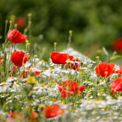 Wild Flower Classic Meadow Mix Attracts Pollinators Annuals & Perennials 1 Packet X 20G Seeds By Thompson & Morgan from B&Q