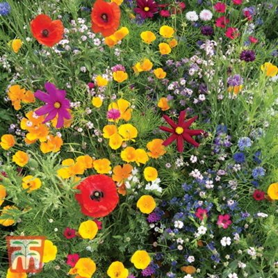 Thompson & Morgan Wild Flower Mixture 1 Seed Packet (1 Gram) from B&Q