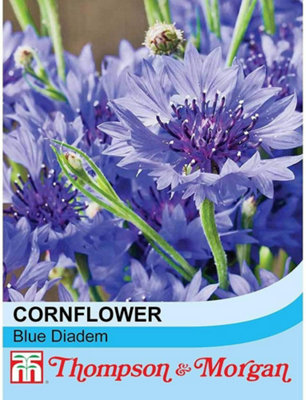 Thompson & Morgan Cornflower Blue Diadem 1 Packet (180 Seeds) from B&Q