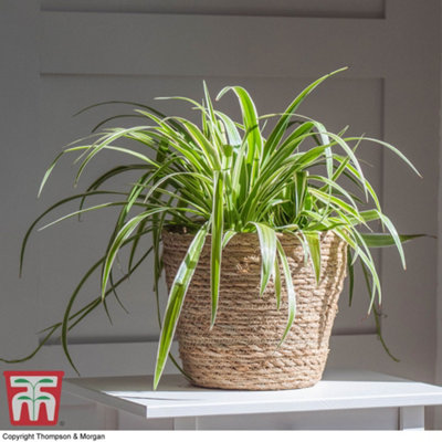 Thompson & Morgan Chlorophytum Spider PlantHouseplant2 Plants from B&Q