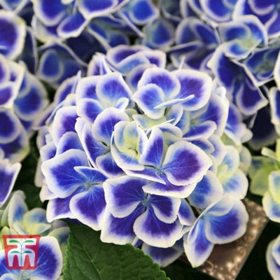 Thompson & Morgan Hydrangea Bicolor Bavaria1 Potted Plant from B&Q