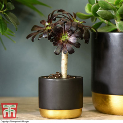 Thompson & Morgan HouseplantAeonium Arboreum On Stem 9Cm Pot X 1 from B&Q