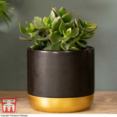 Thompson & Morgan Crassula Ovata Hulk 'money Tree Jade' Houseplant X 1 (12Cm Pot) from B&Q