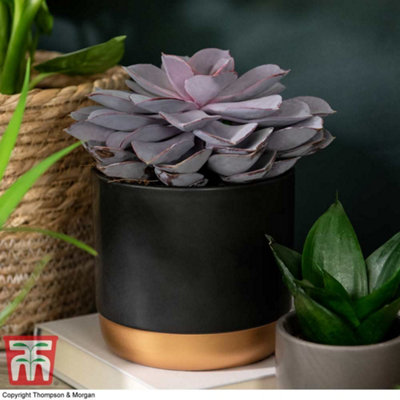 B&Q -  Houseplant Echeveria Purple PearlShine Like A Pearl 12Cm Pot X 1