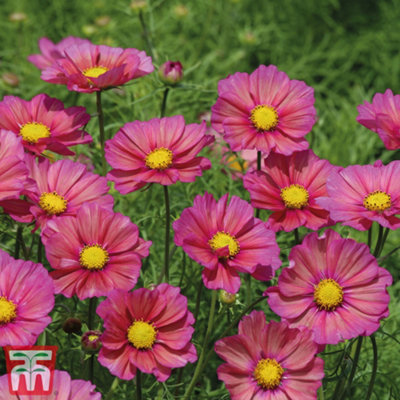 B&Q -  Cosmos Bipinnatus Xsenia 1 Packet (25 Seeds)