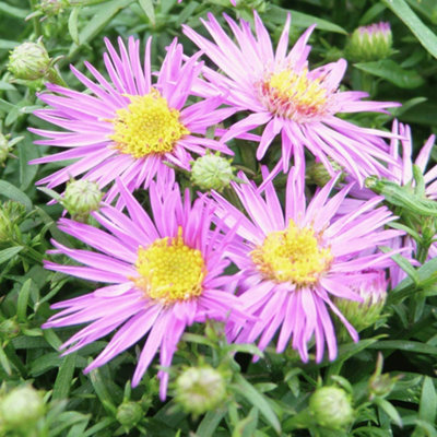Thompson & Morgan Aster Dandy 1 Litre Potted Plant X 1 from B&Q