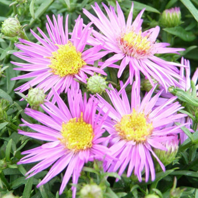 Thompson & Morgan Aster Dandy 1 Litre Potted Plant X 2 from B&Q