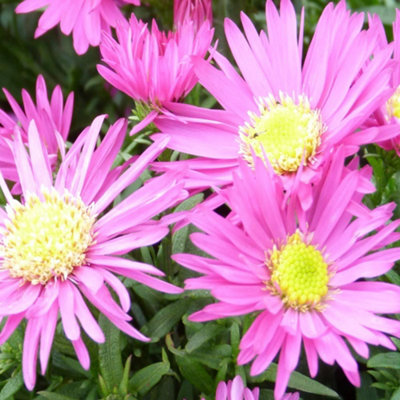 Thompson & Morgan Aster Bahamas 1 Litre Potted Plant X 2 from B&Q