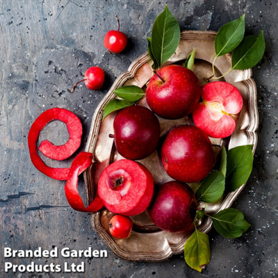 Thompson & Morgan Apple (Malus) Baya Marisa 9Cm Pot X 1 from B&Q