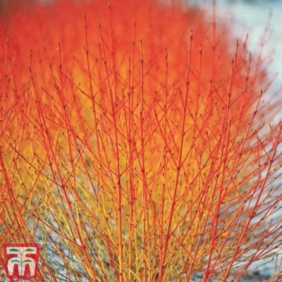 Thompson & Morgan Cornus Sanguinea 'winter Flame' 9Cm Pot2 Plant from B&Q