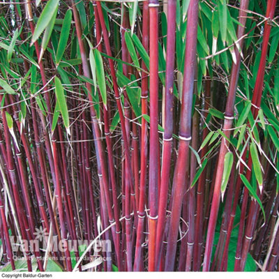 Thompson & Morgan Bamboo Fargesia Asian Wonder Potted Plant 9Cm Pot X 3 from B&Q