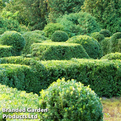 B&Q -  Buxus Sempervirens 9Cm Potted Plant X 15